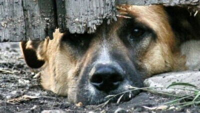 Жители Актау собирают подписи против массового уничтожения кошек и собак