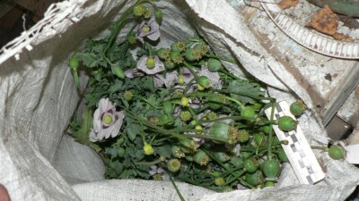 Наркотик с полей жителя Алматинской области полиция вывозила грузовиками