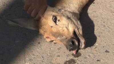 Раненого оленёнка обнаружили на улицах Павлодара студенты