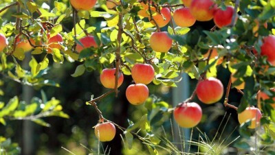 Apple-кластер будет создан в Алматы при участии Китая