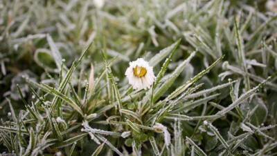 Заморозки ожидаются в нескольких областях Казахстана в последний день весны
