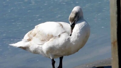 Жители Костаная спасли жизнь и нашли приют раненому лебедю 