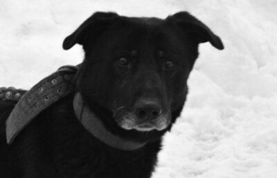 Пса, откусившего ухо 6-летней девочке в посёлке ЗКО, усыпят