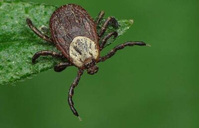 Две тысячи жителей Усть-Каменогорска обратились в больницы с укусами клещей