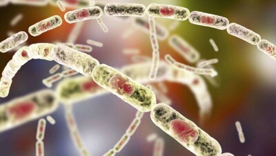 Минздрав: Сельчане в Акмолинской области заразились сибирской язвой после забоя коровы