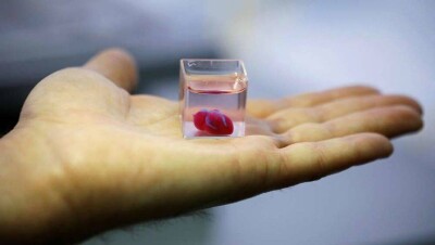 В Израиле впервые в мире напечатали живое сердце на 3D-принтере