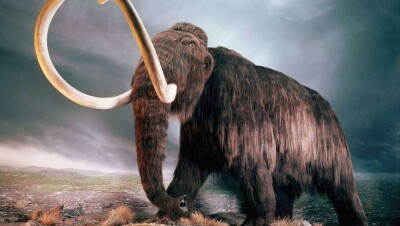 Учёным удалось "разбудить" клетки древнего мамонта