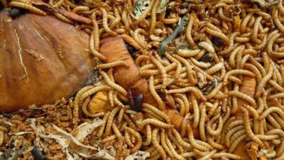 Бизнесмен заставил подчинённых есть червей в Китае