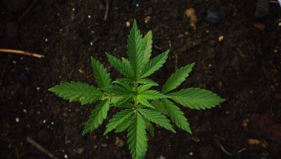 МВД: Мы говорим категорическое "нет" легализации марихуаны в Казахстане