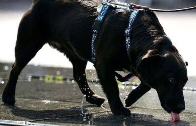 Домашняя собака сорвала побег заключённых из тюрьмы, услышав шум под землёй