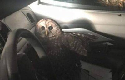 Сова спровоцировала ДТП и напала на полицейского в Англии