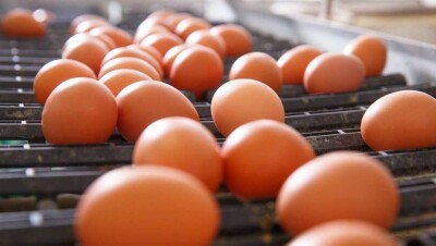 Птицеферма в Алматинской области заявила об угрозе банкротства. В МСХ ответили, что фабрика получила 5 млрд тенге субсидий