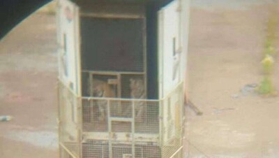 Сотрудник цирка держал двух тигров на штрафстоянке в Нур-Султане