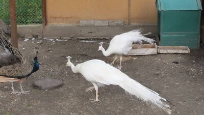 Белые павлины завелись в Усть-Каменогорске 