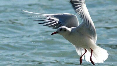 Швейцарский фотограф удалил из Facebook претензии к Нацбанку Казахстана