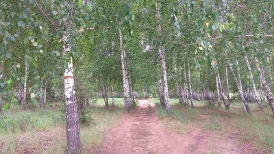 Вырубка берёзовой рощи в Караганде: ради автобана снесут 2 га леса, пересадят 1400 деревьев