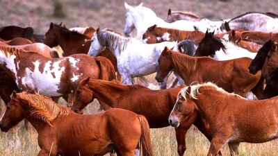 В Павлодарской области пастух скрылся вместе с табуном лошадей