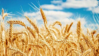 Минсельхоз Казахстана вводит ограничения на вывоз зерна и муки