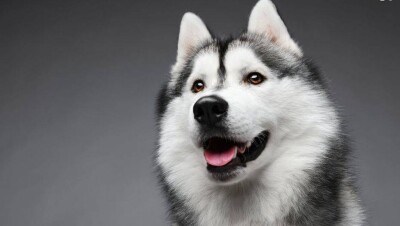 Умный хаски организовал массовый побег из ветклиники в Китае