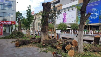 Полиция выясняет, кто и зачем вырубил деревья на Арбате в Алматы