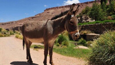 Китайская медицина спровоцировала резкое повышение цен на ослов в Таджикистане