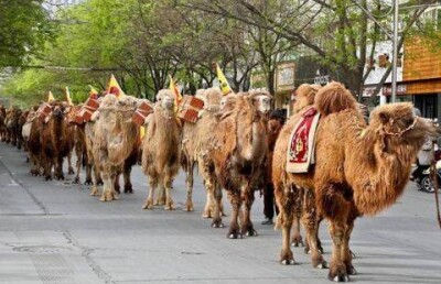 В День города движение в Алматы затруднят верблюды