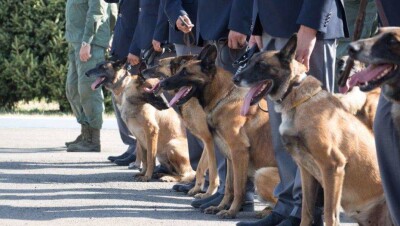 Бельгийские овчарки забрали все призы на соревнованиях служебных собак в Алматы