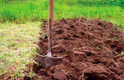 Экс-директор психбольницы Семея осуждена за эксплуатацию душевнобольных пациентов