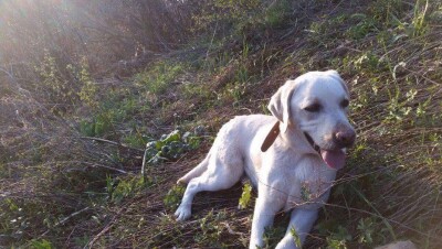 Лабрадор помог спасателям найти заблудившихся в горах Алматы студенток