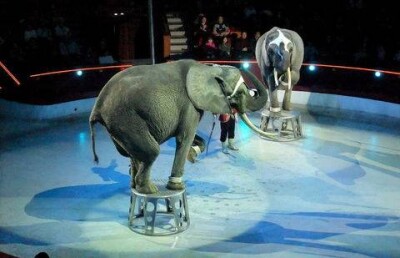 Алматинская фирма-поставщик объяснила "потерю" слонов для цирка Запашных