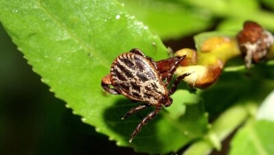 Минздрав РК предупредил о начале сезона клещей