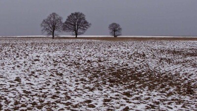 На некоторых полях Костанайской области высота снега не достигла двух сантиметров