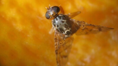 Средиземноморская муха подпортила актаускому поставщику персиков бизнес