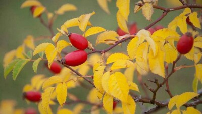 Прогноз погоды на 5 октября: на юге будет жарко, на севере и востоке – ночные заморозки