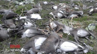 Мощным ударом молнии убило сразу 320 оленей в Норвегии