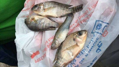 Рыбный дождь в Мексике: специалисты объяснили, почему так произошло