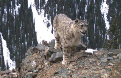 За снежными барсами Казахстана будут следить по GPS