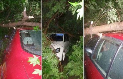 Упавшее дерево раздавило два автомобиля в Усть-Каменогорске