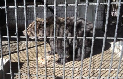 Медведей в Семее проводили в спячку