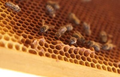 Вместо мёда казахстанцы будут есть медовый продукт