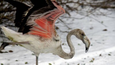 На берегу Иртыша нашли ещё одного замерзающего фламинго