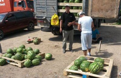 В Уральске содержание нитратов в арбузах превышает норму в пять раз