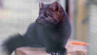 Глава Минсельхоза Дании подал в отставку после скандала с уничтожением норок из-за Covid-19
