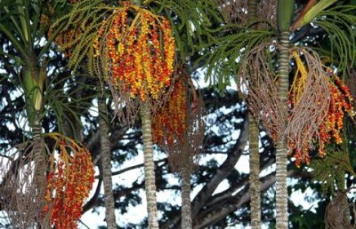 Льётся в кашу биодизель