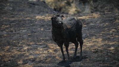 По факту гибели пастуха и отары овец в Костанае завели уголовное дело