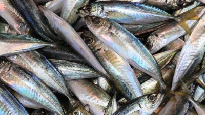 У полицейских Атырау люди в масках отобрали машину с браконьерской рыбой