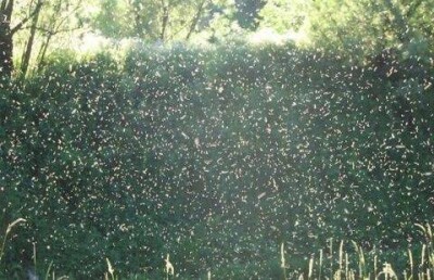 Борьба с мошкарой стала предметом судебных разбирательств в Павлодаре