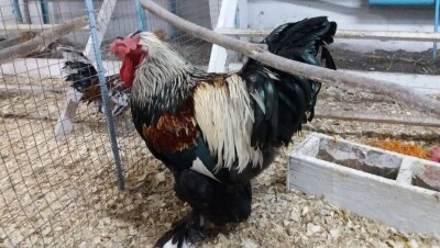 Юные жители Семея задобрили петуха