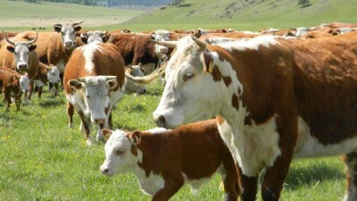 Госпрограмма поставила фермеров Павлодарской области на грань разорения