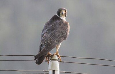 Электроток губит сотни тысяч птиц в Казахстане